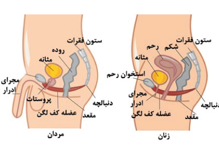 فیزیوتراپی کف لگن